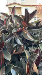 Ficus elastica