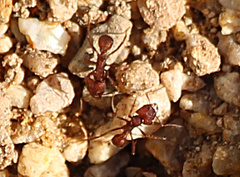 Acromyrmex versicolor