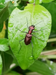 Odontocheila
