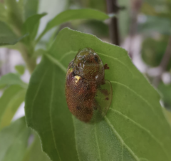 Eurypepla brevilineata