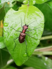 Odontocheila