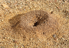 Acromyrmex versicolor