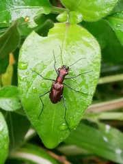 Odontocheila
