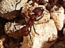 Acromyrmex versicolor