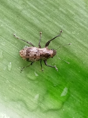 Pantomorus postfasciatus