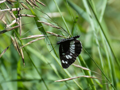 Neptis rivularis