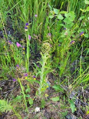 Campanula cervicaria