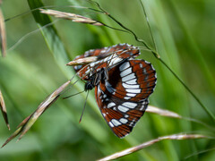 Neptis rivularis