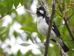 Sporophila lineola