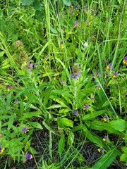 Campanula cervicaria