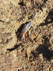 Gryllotalpa australis