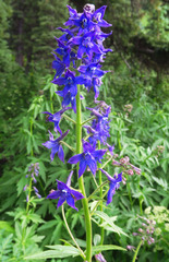 Delphinium barbeyi