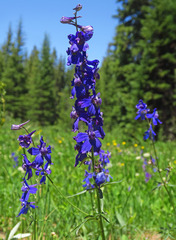 Delphinium nuttallianum