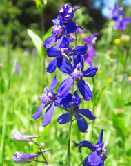 Delphinium nuttallianum