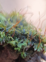 Fissidens incurvus