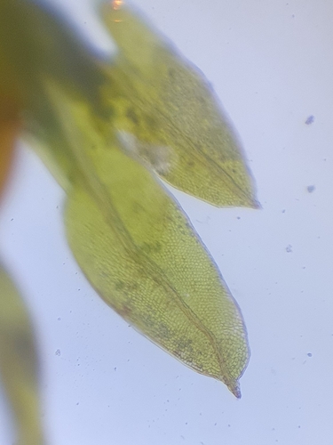 Image of Fissidens incurvus by no rights reserved