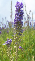 Delphinium × occidentale