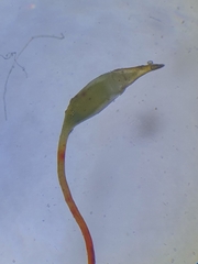 Fissidens incurvus