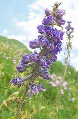 Delphinium × occidentale