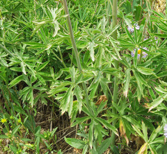 Delphinium × occidentale
