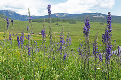 Delphinium × occidentale