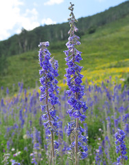 Delphinium × occidentale