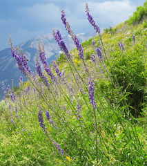 Delphinium × occidentale