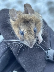 Apodemus sylvaticus