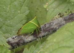 Stictocephala bisonia