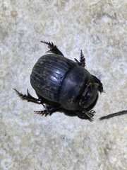 Dichotomius carolinus