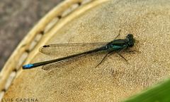 Ischnura denticollis