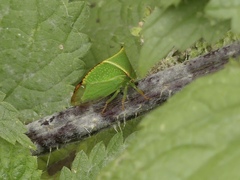 Stictocephala bisonia