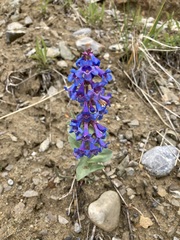 Penstemon nitidus