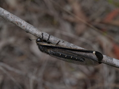 Stilbopteryx costalis