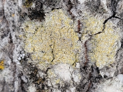 Lecanora symmicta