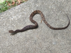 Bothrops jararaca