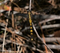 Orthetrum boumiera