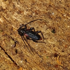 Callidiellum rufipenne