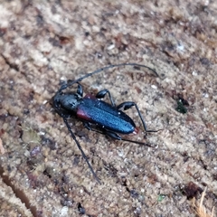 Callidiellum rufipenne