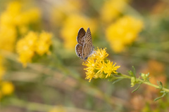 Leptotes marina