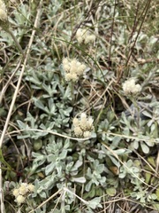 Antennaria