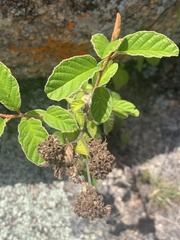 Pomaderris prunifolia