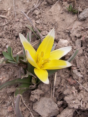 Tulipa urumiensis