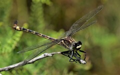 Petalura litorea