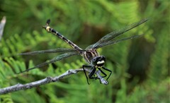 Petalura litorea
