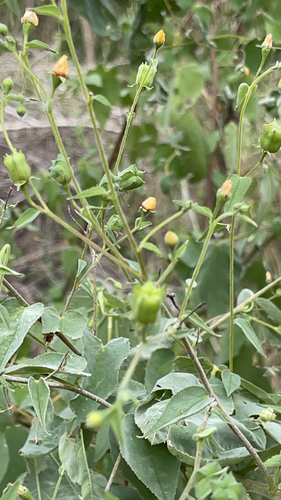 Anglestem Indian mallow (Abutilon trisulcatum)