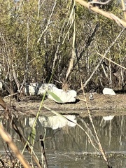 Pelecanus occidentalis