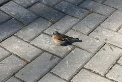 Fringilla coelebs