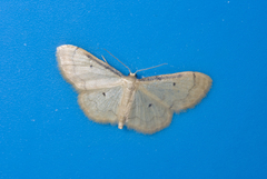 Idaea politaria