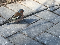 Fringilla coelebs
